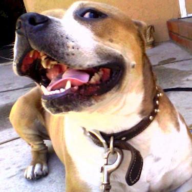 McMullens Buster Brown Pit Bull.jpg